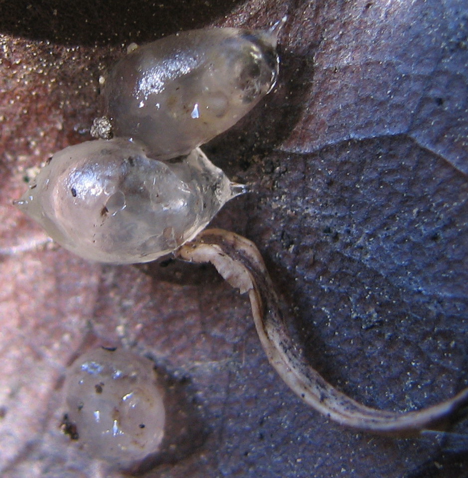 bozzoli ovigeri di lombrichi